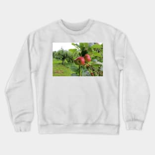 Ripe Red Apples Crewneck Sweatshirt